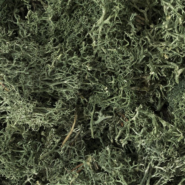 Woodland Scenics Dark Green Lichen - L164