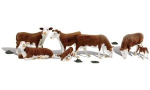 WA1843  HO Hereford Cows